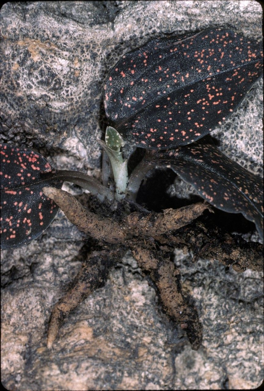 Cyclopogon olivaceus bark