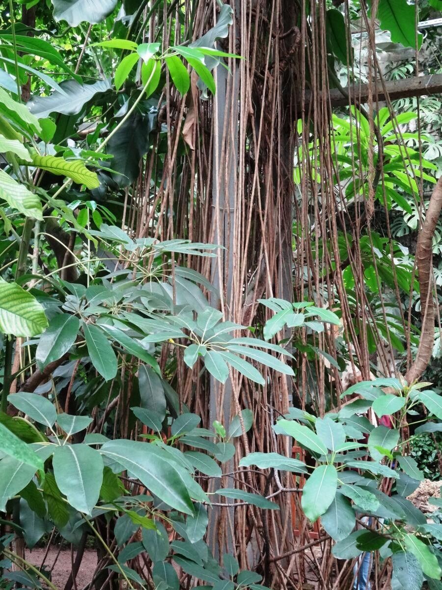 Epipremnum giganteum habit