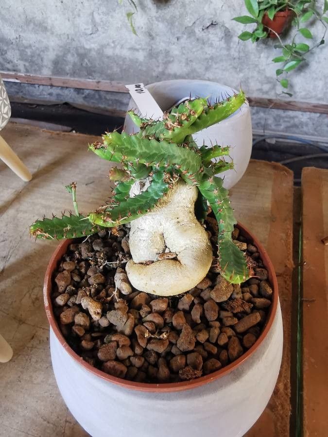 Euphorbia stellata flower