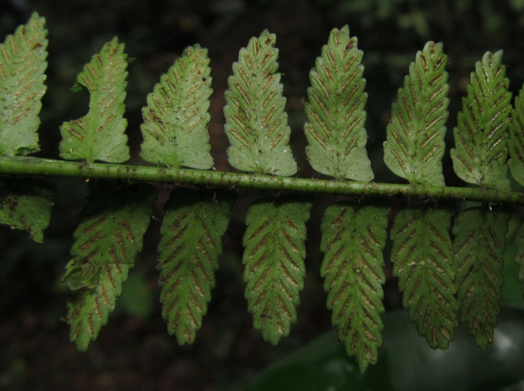 Asplenium barteri fruit
