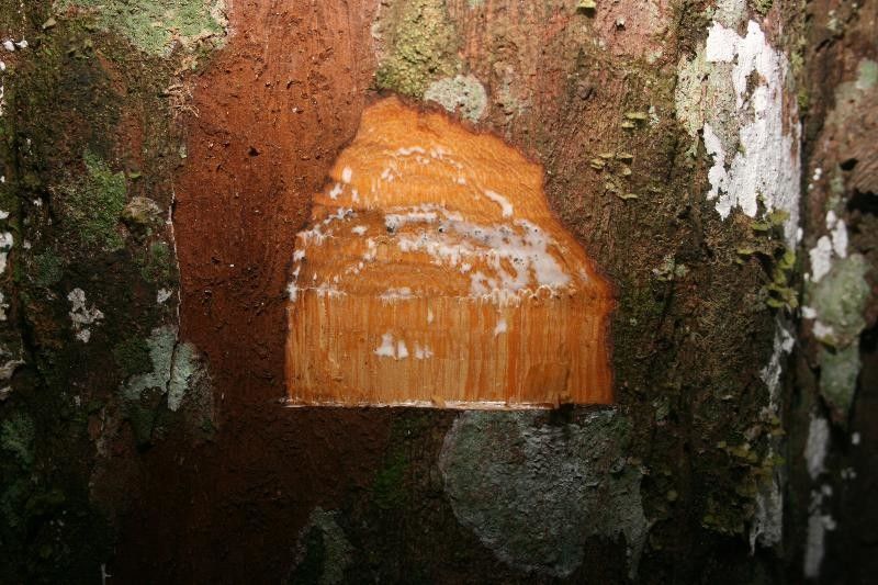 Chrysophyllum pomiferum other