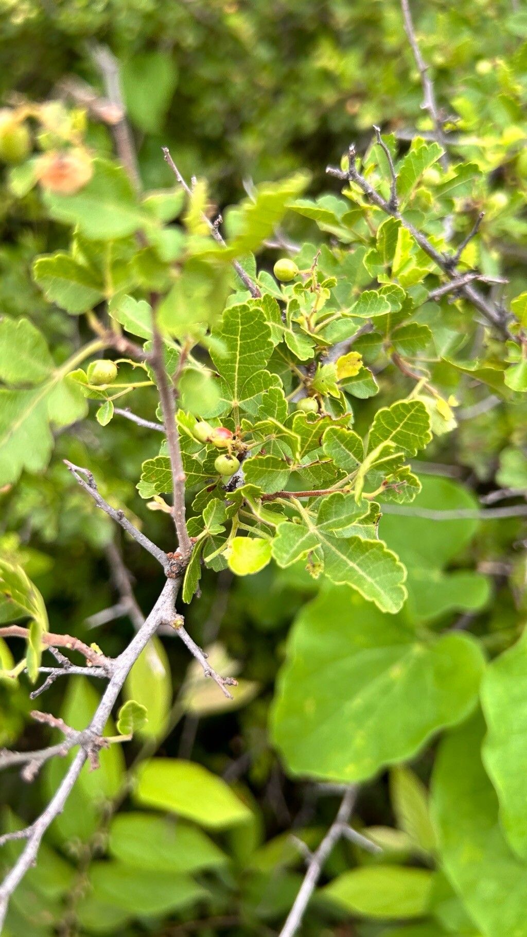 Searsia mysorensis fruit