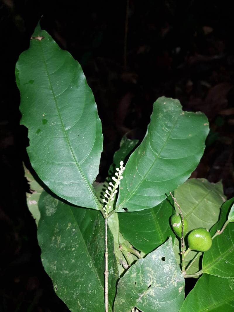 Rinorea lindeniana — houseplant care guide