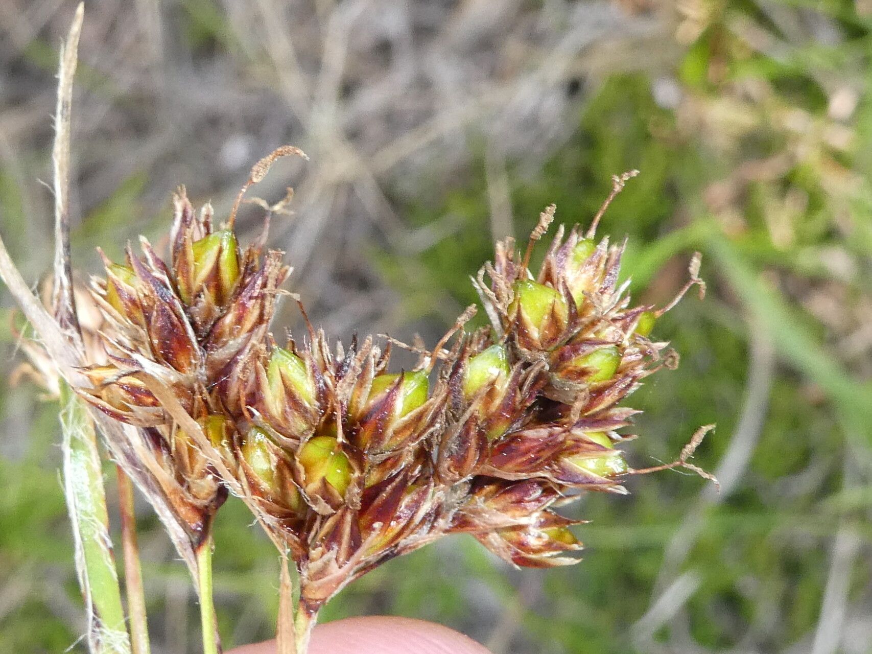 Luzula pediformis flower
