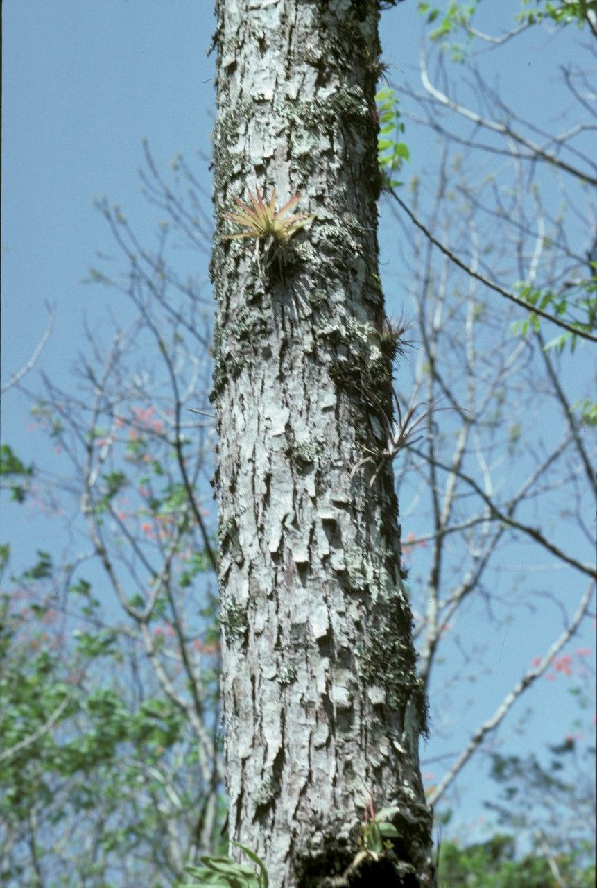 Juglans pyriformis bark