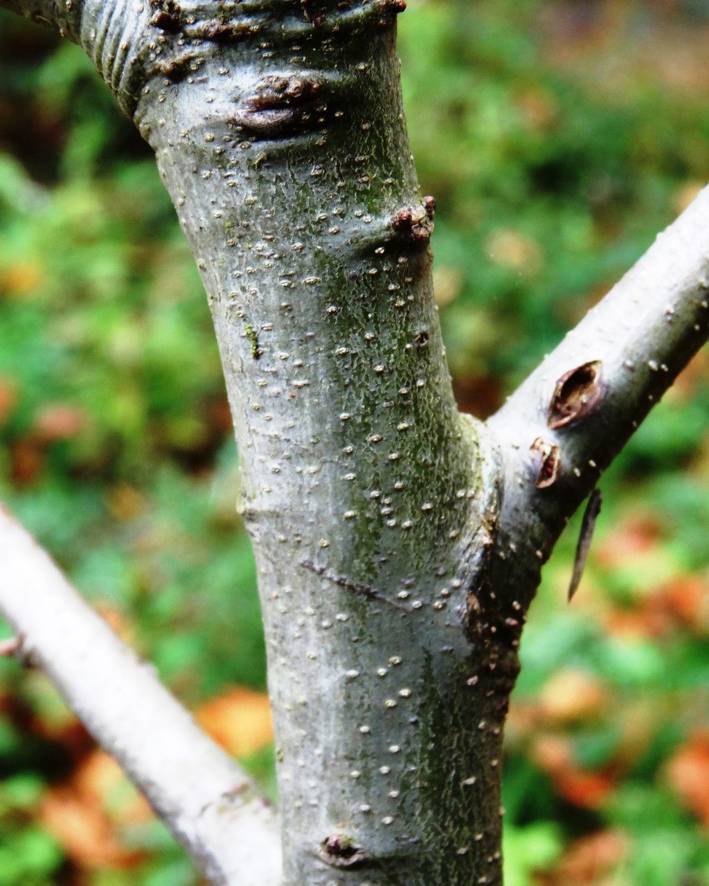 Quercus wislizeni bark