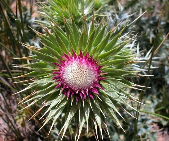 Cirsium chrysacanthum — search result for 'Cirsium'