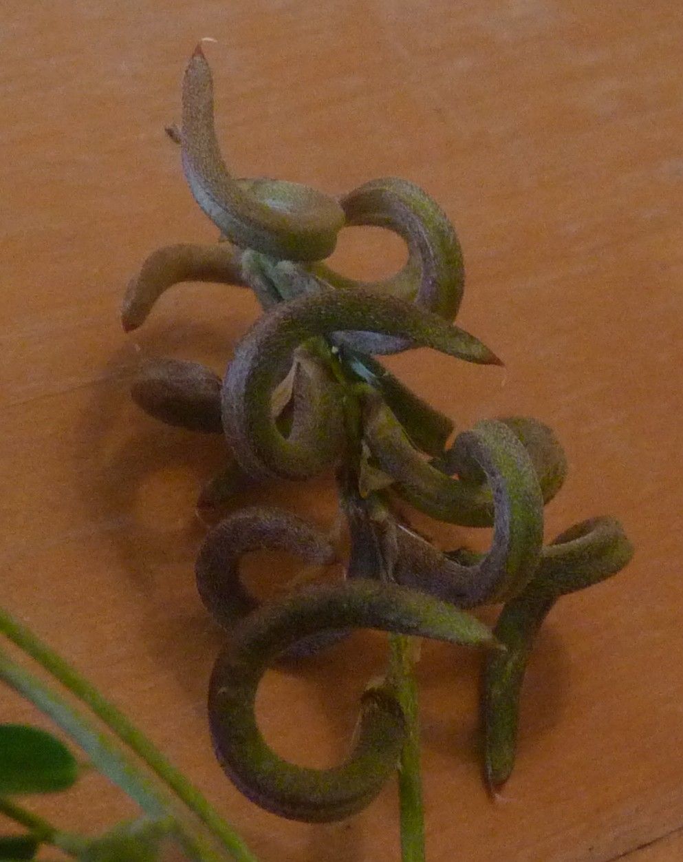 Astragalus solandri fruit