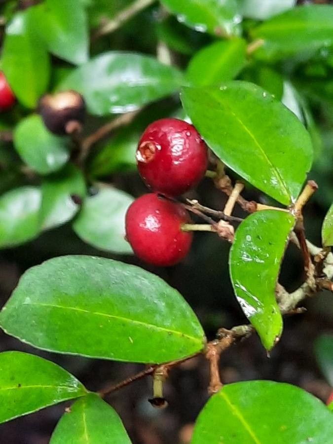 Eugenia monticola fruit