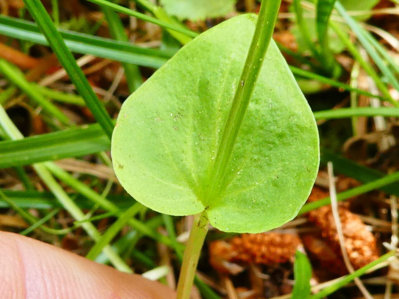 Parnassia palustris leaf