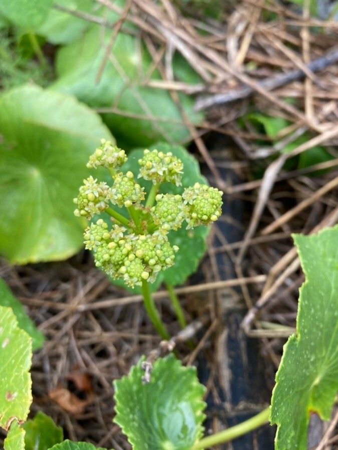 Hydrocotyle bonariensis fruit
