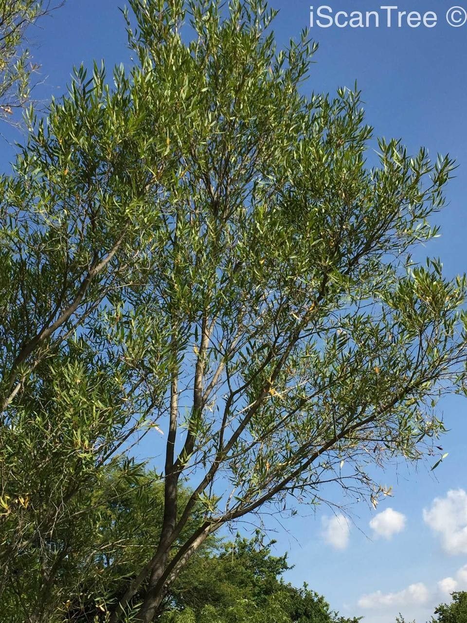 Metrosideros angustifolia habit