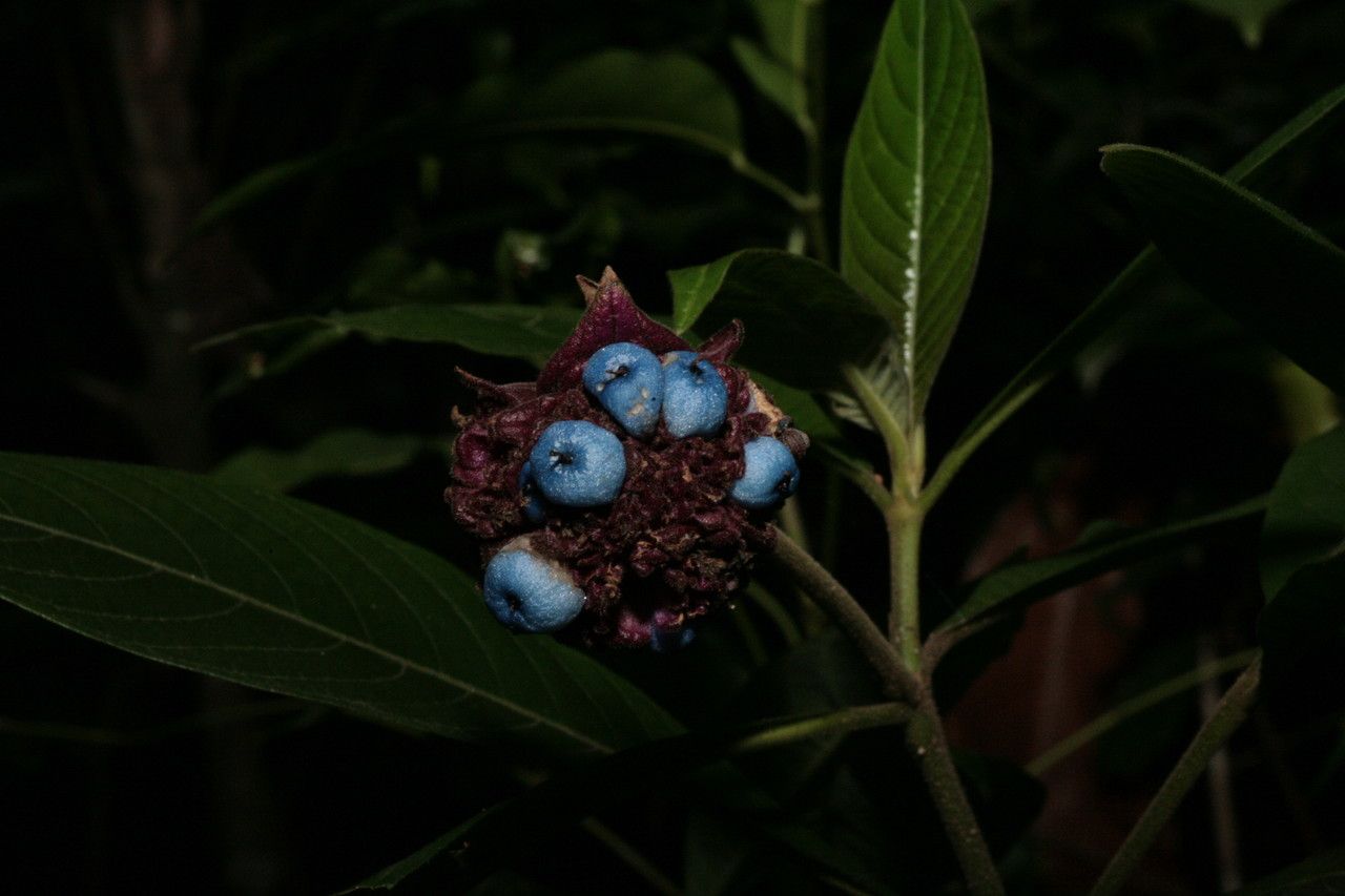 Psychotria colorata fruit