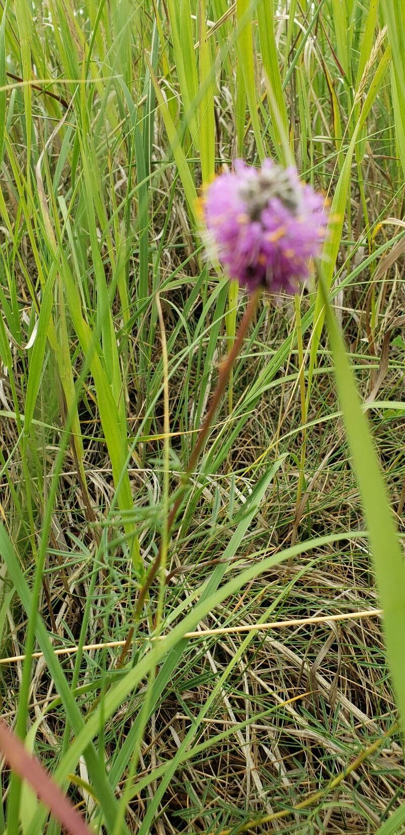 Dalea compacta — houseplant care guide