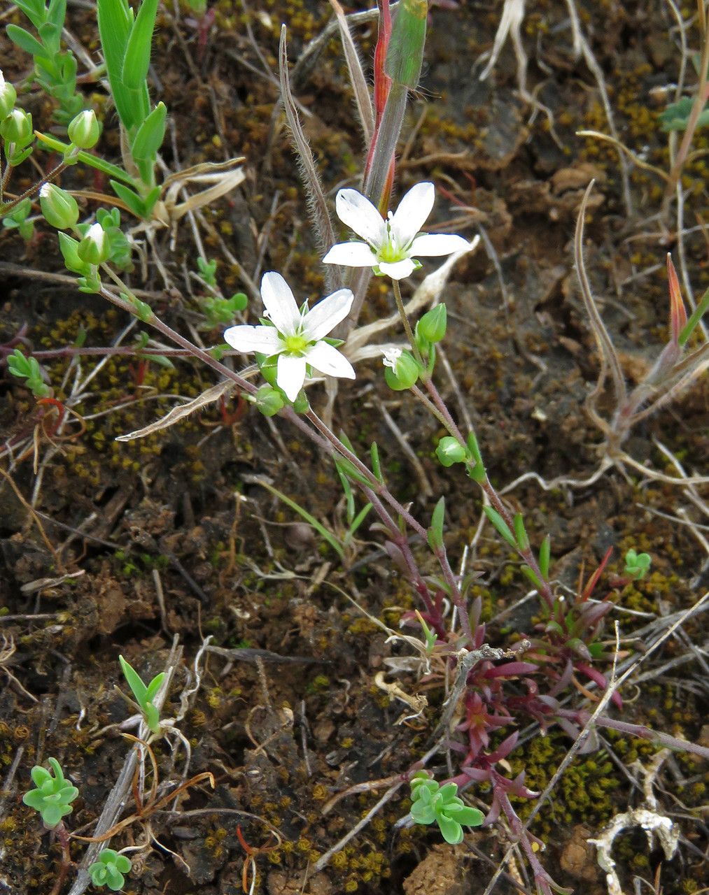 Arenaria controversa leaf