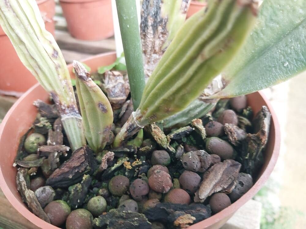 Cattleya percivaliana bark