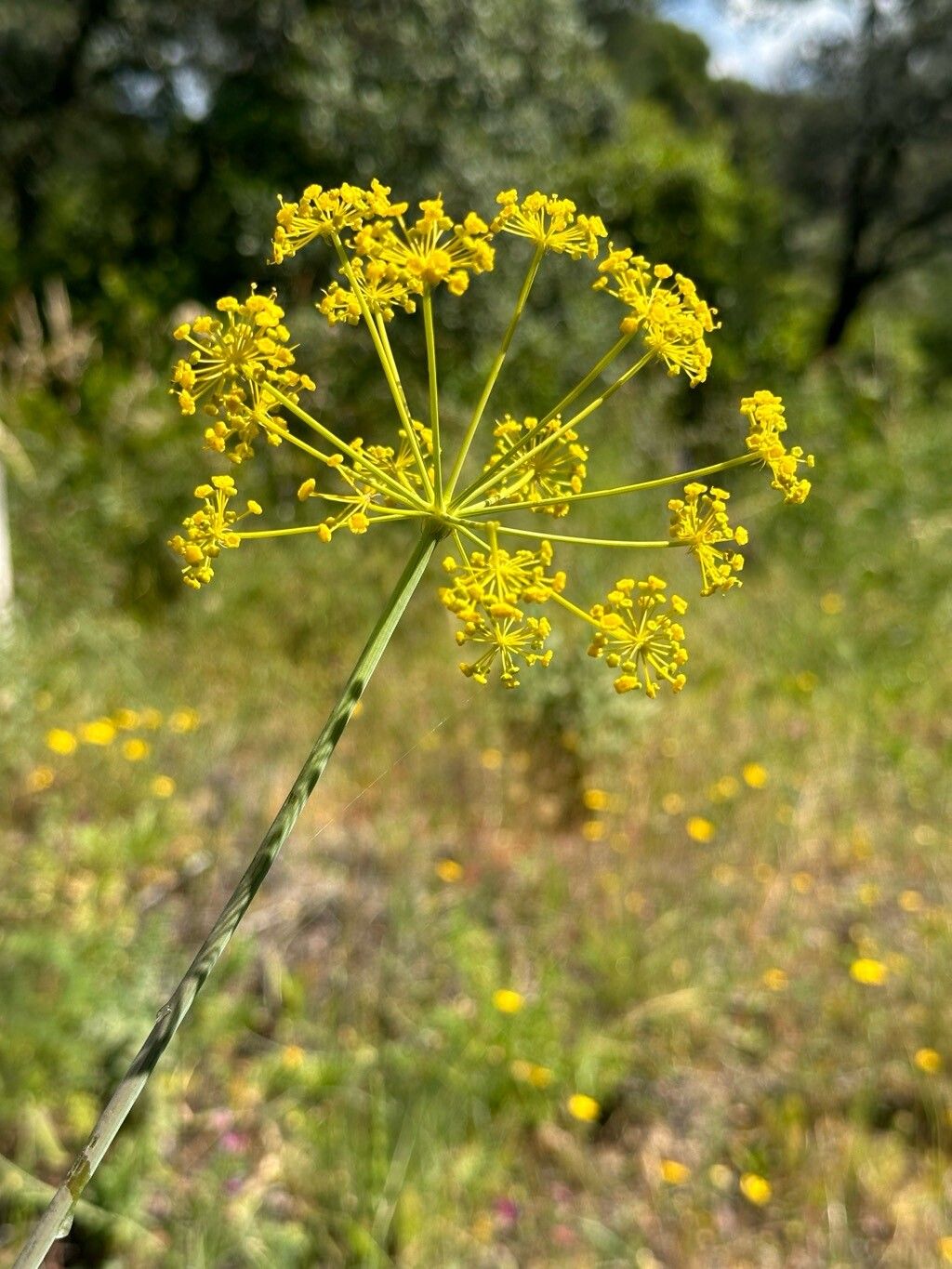 Thapsia foetida flower