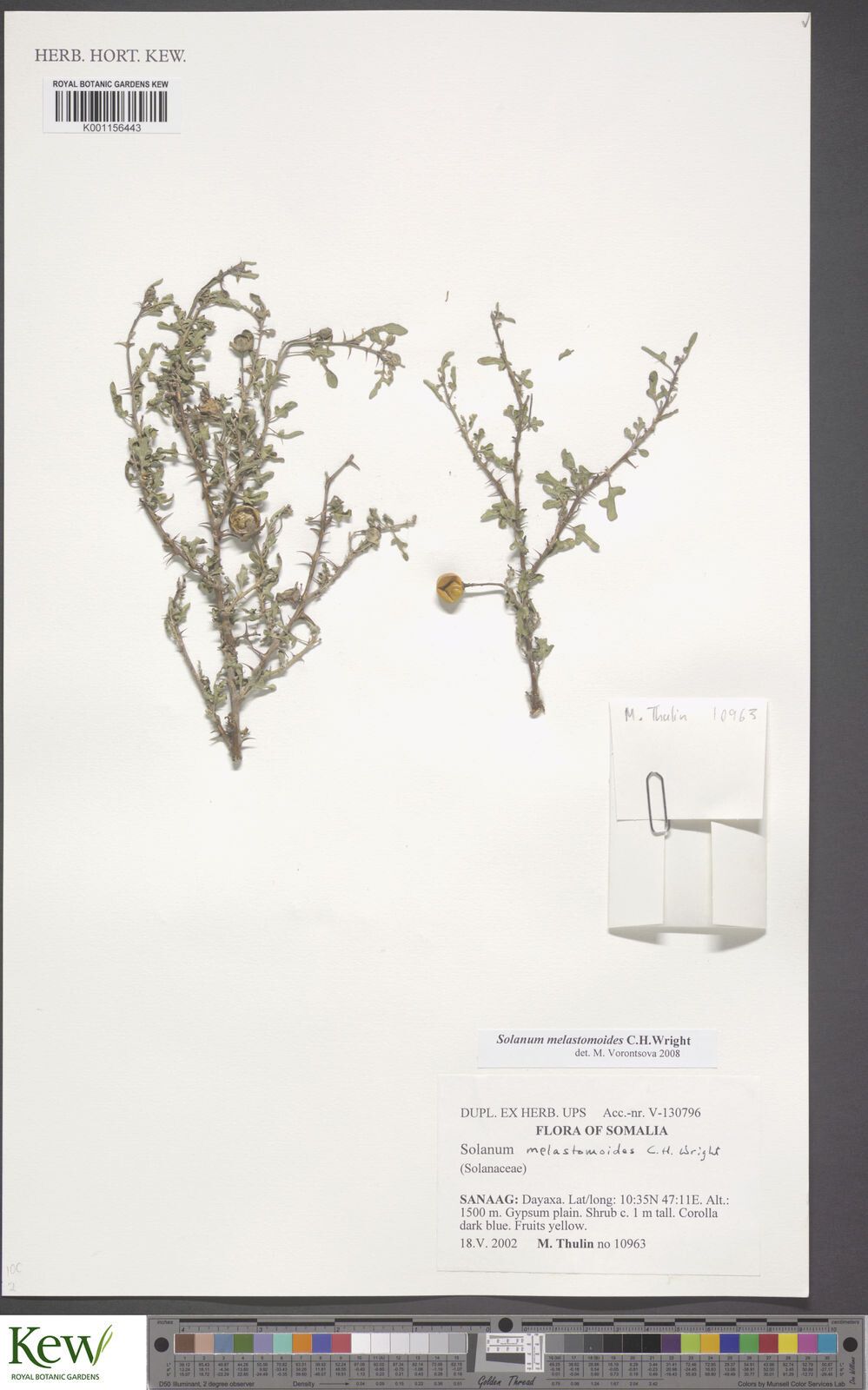 Solanum melastomoides — houseplant care guide