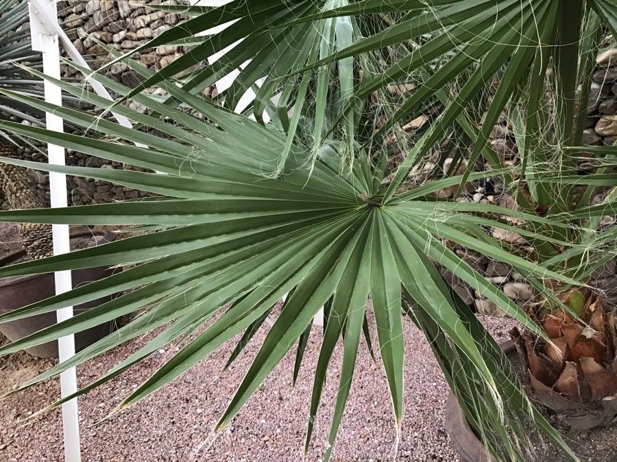 Yucca filifera leaf