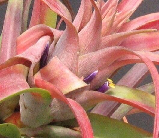 Tillandsia capitata — houseplant care guide