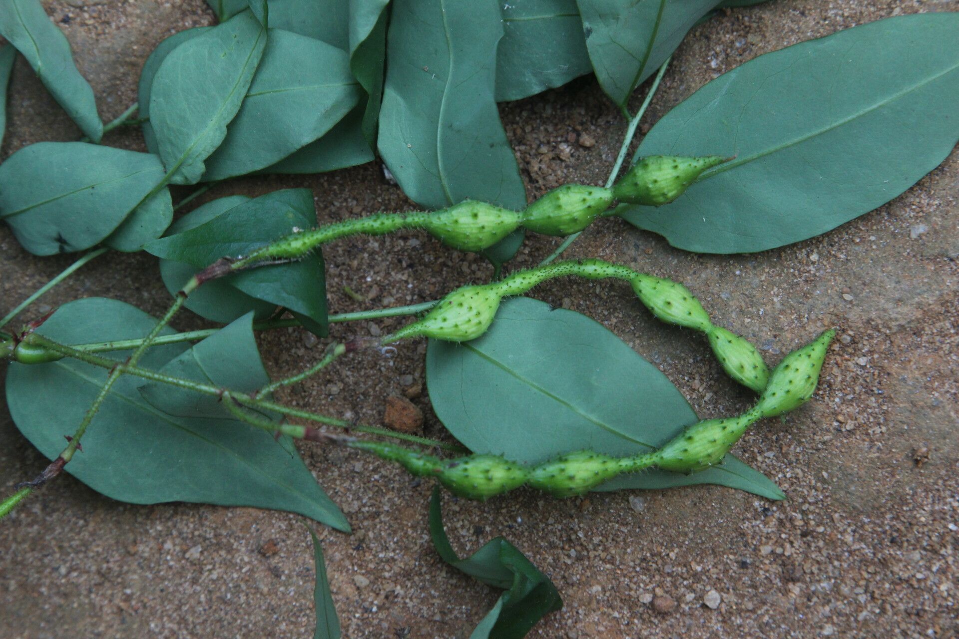 Ormocarpum megalophyllum fruit