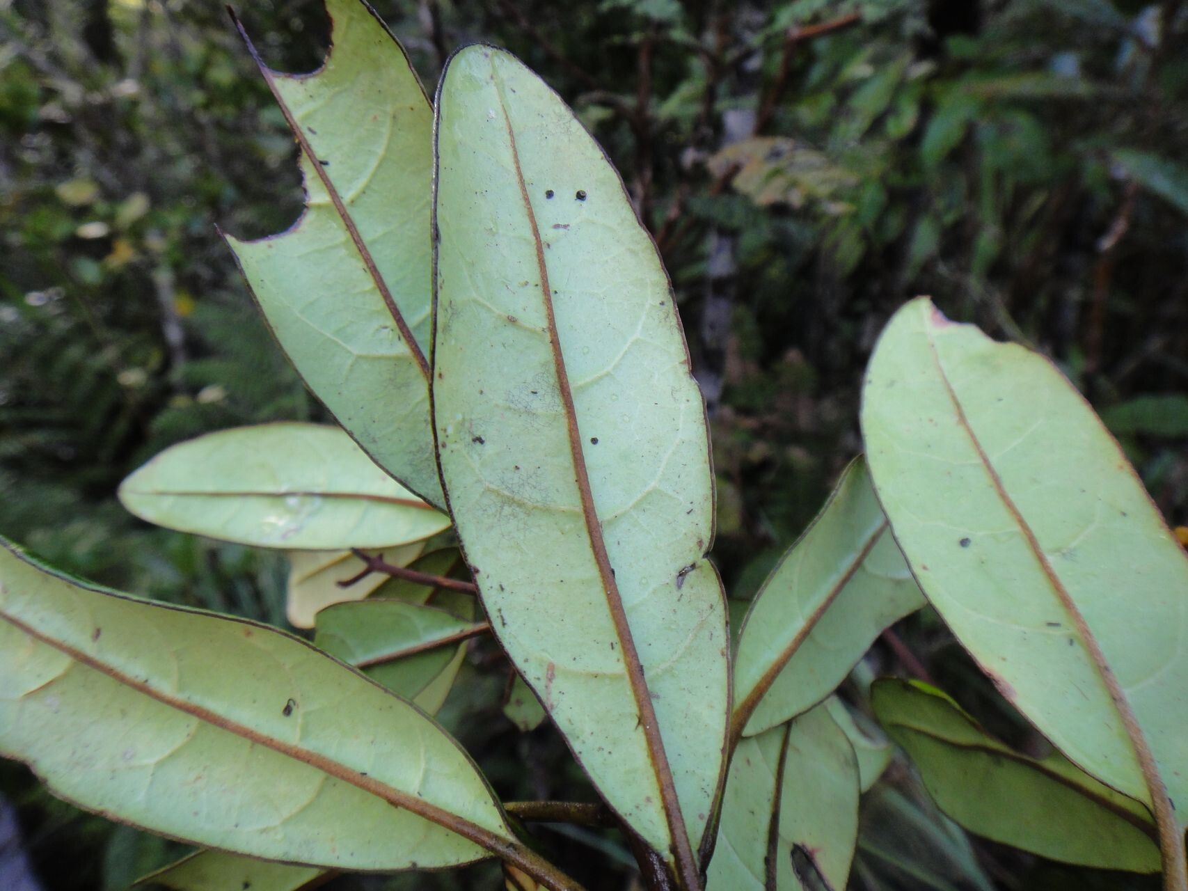 Argophyllum vernicosum — houseplant care guide