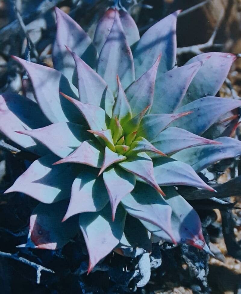 Dudleya gatesii — search result for 'Dudleya'