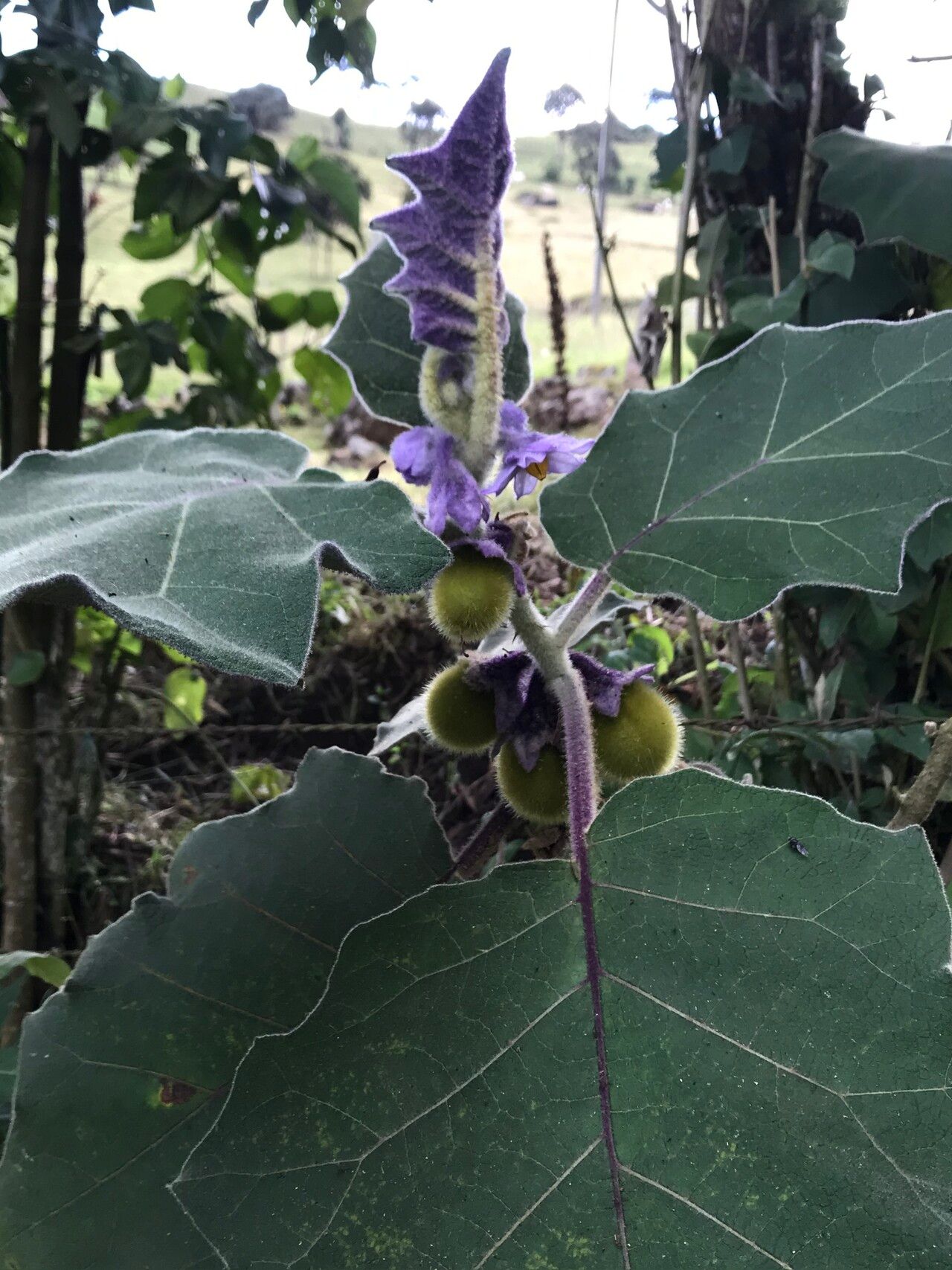Solanum vestissimum — houseplant care guide
