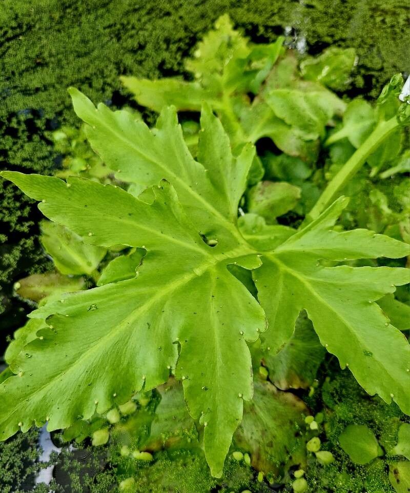 Ceratopteris pteridoides — related species from the same genus