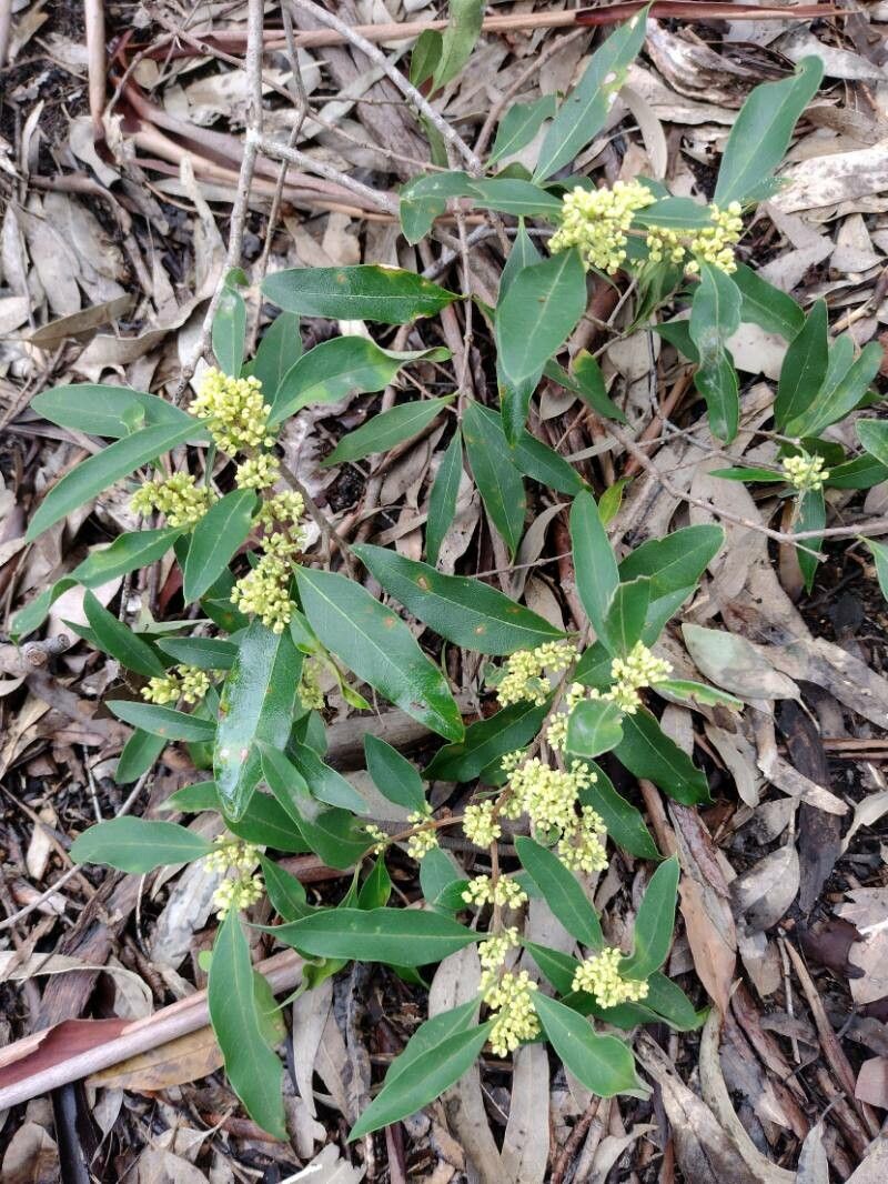 Notelaea longifolia habit