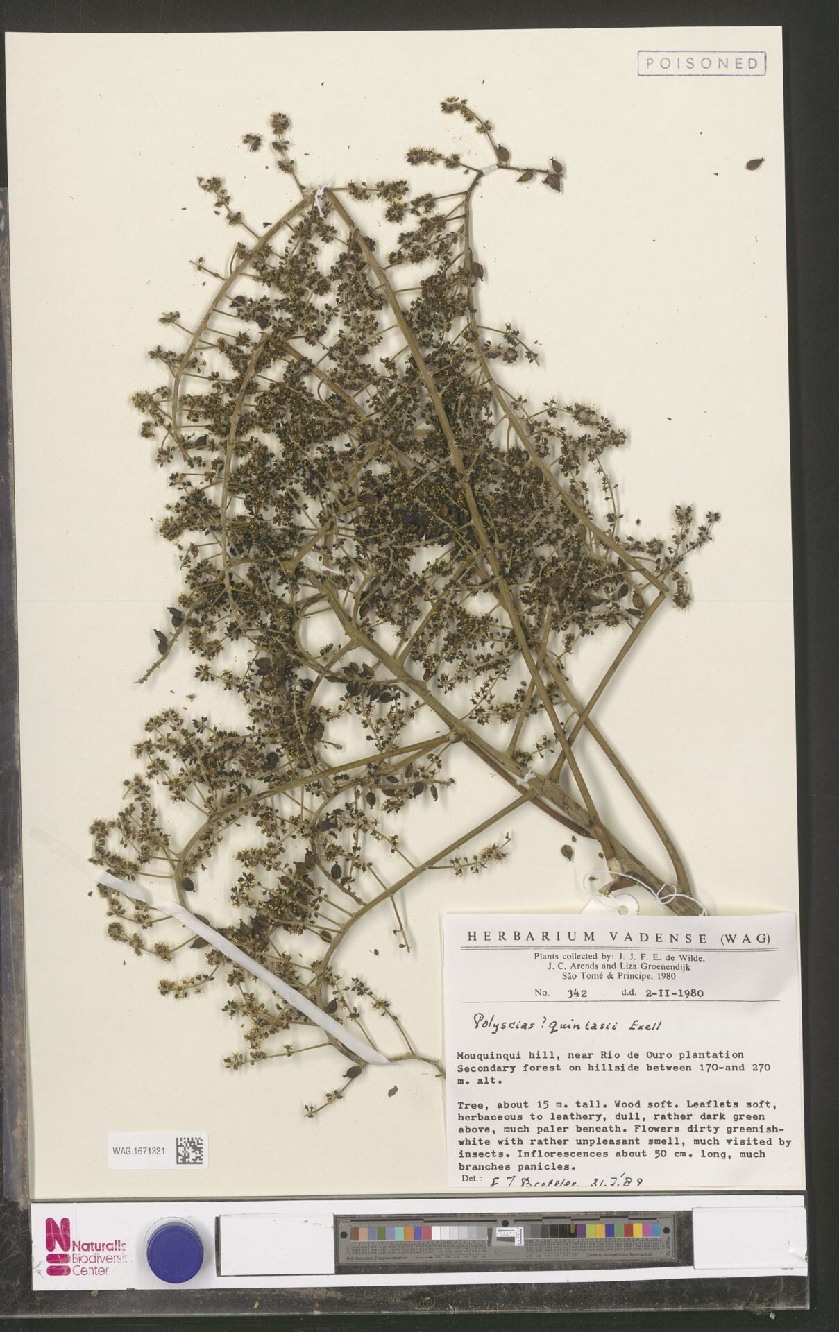 Polyscias quintasii — search result for 'Polyscias'