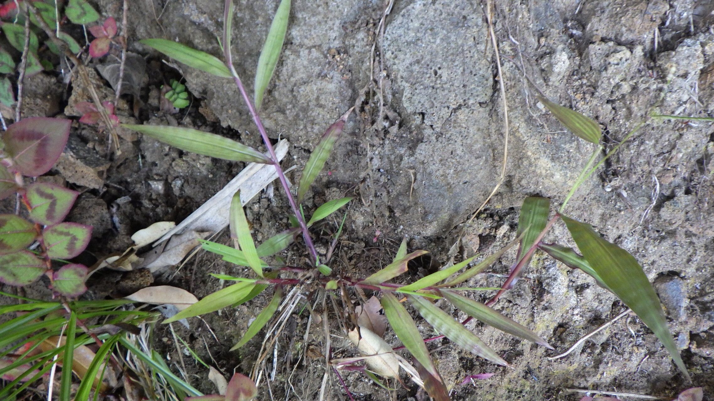 Paspalum nutans leaf