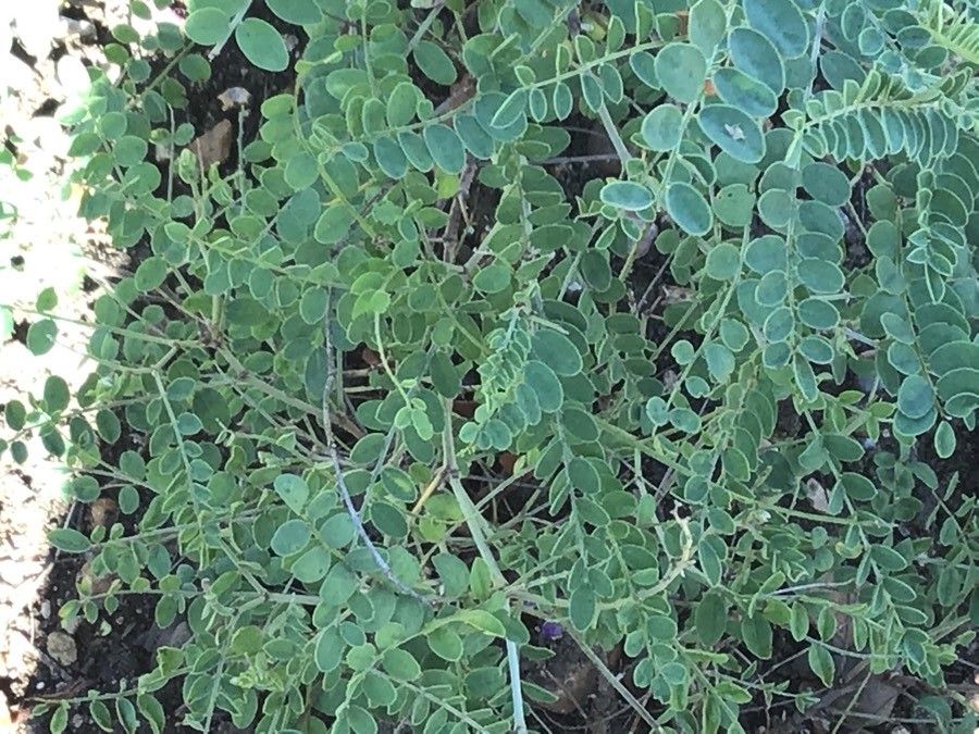 Hedysarum multijugum leaf