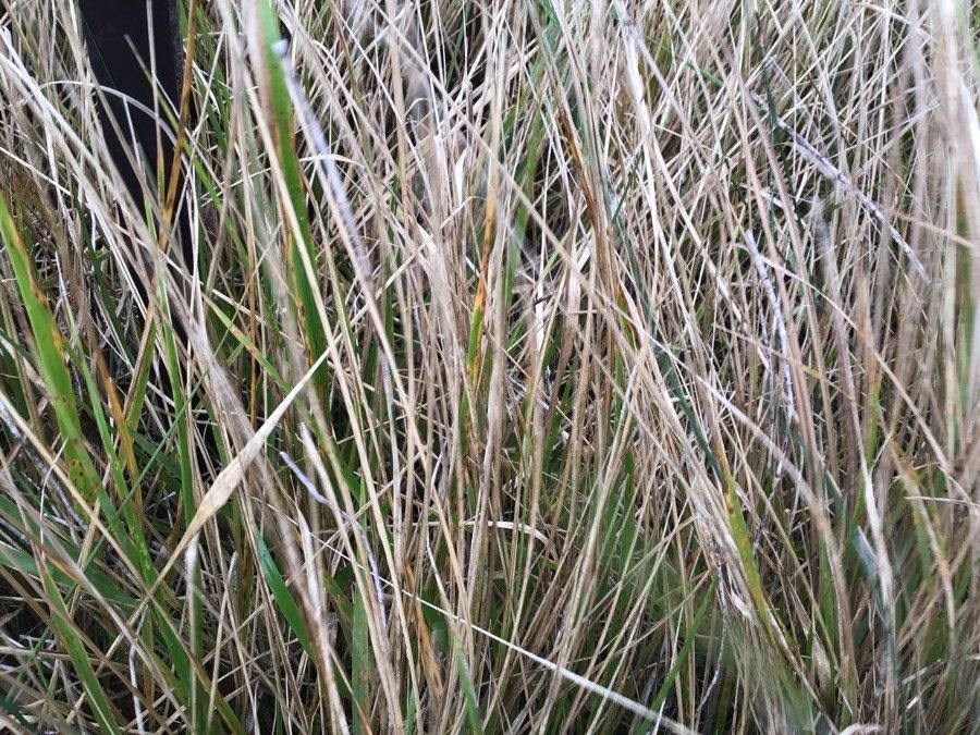 Cenchrus ciliaris leaf