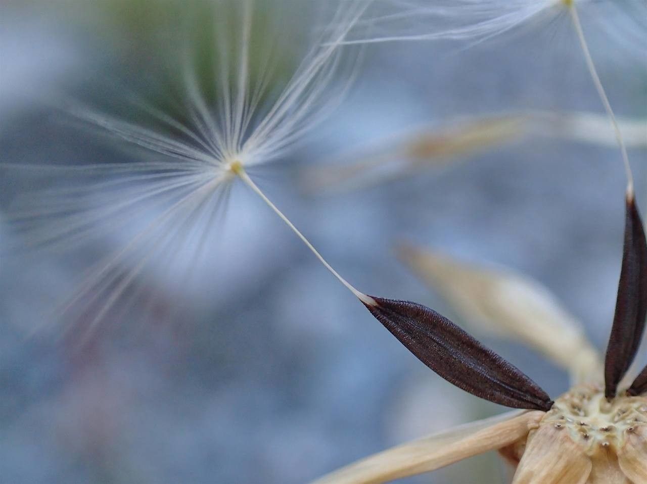 Lactuca perennis fruit