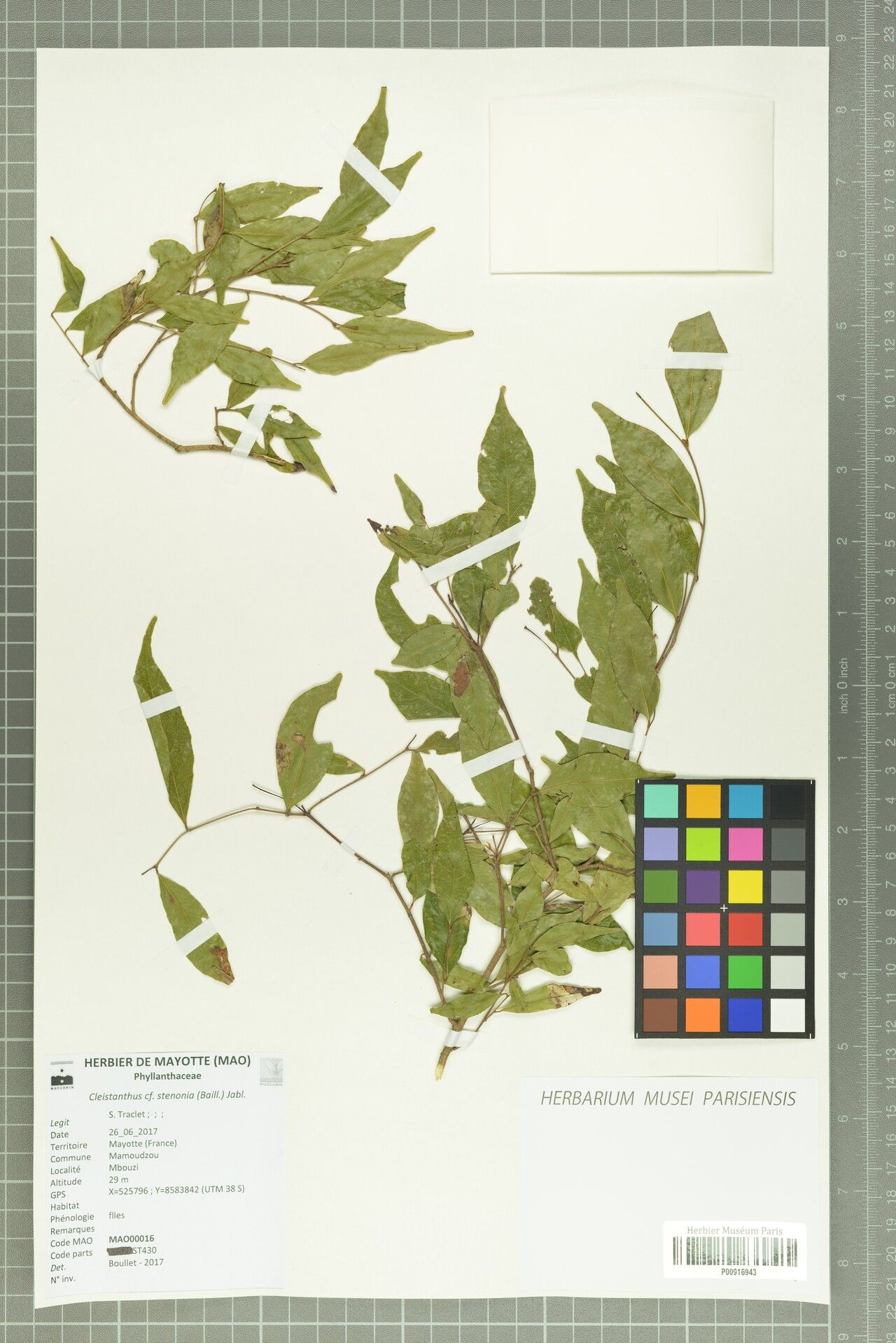 Cleistanthus stenonia — houseplant care guide