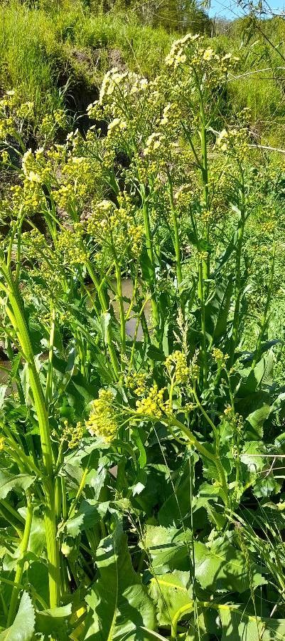 Senecio bonariensis habit