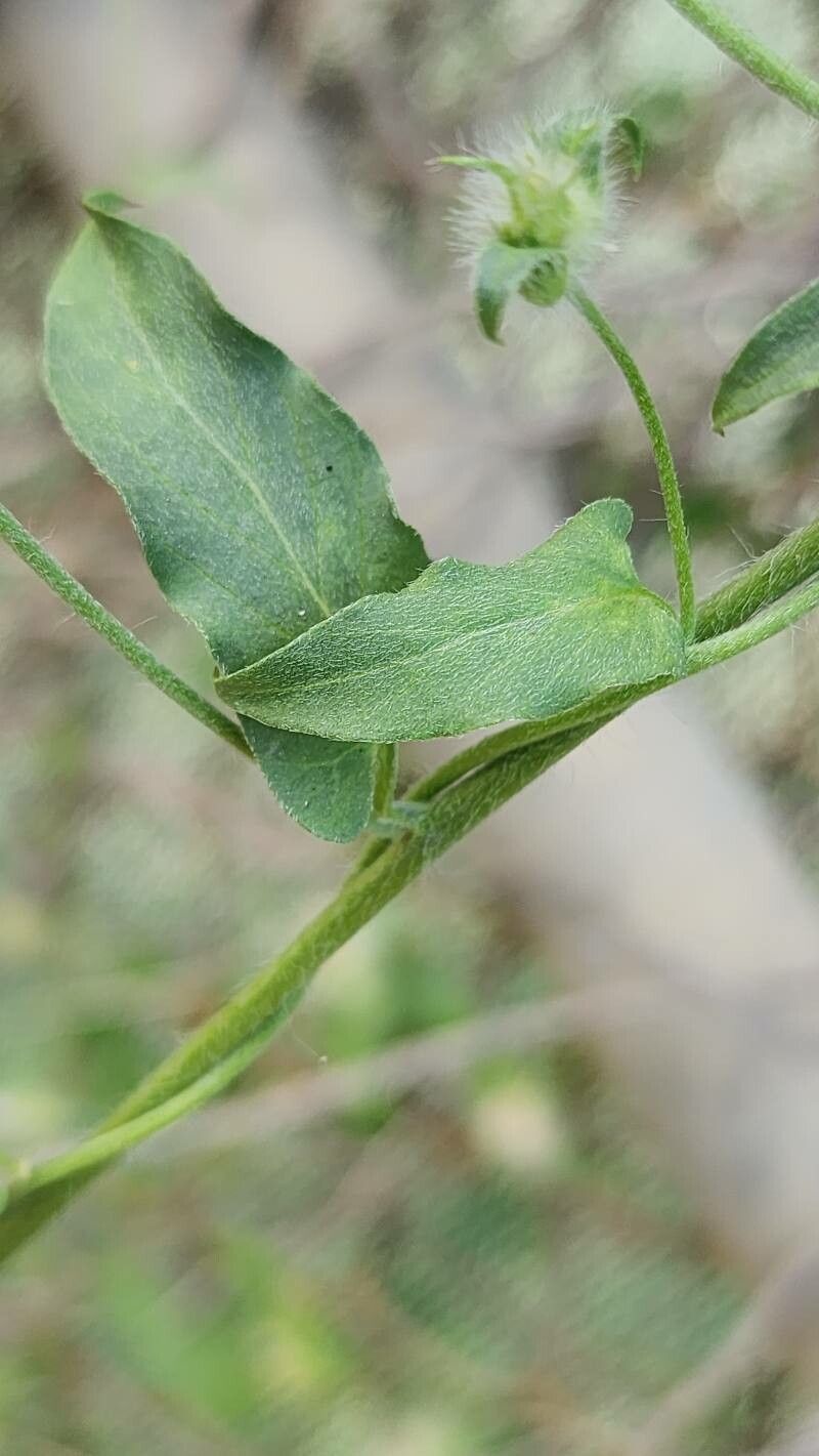 Convolvulus auricomus — related species from the same genus