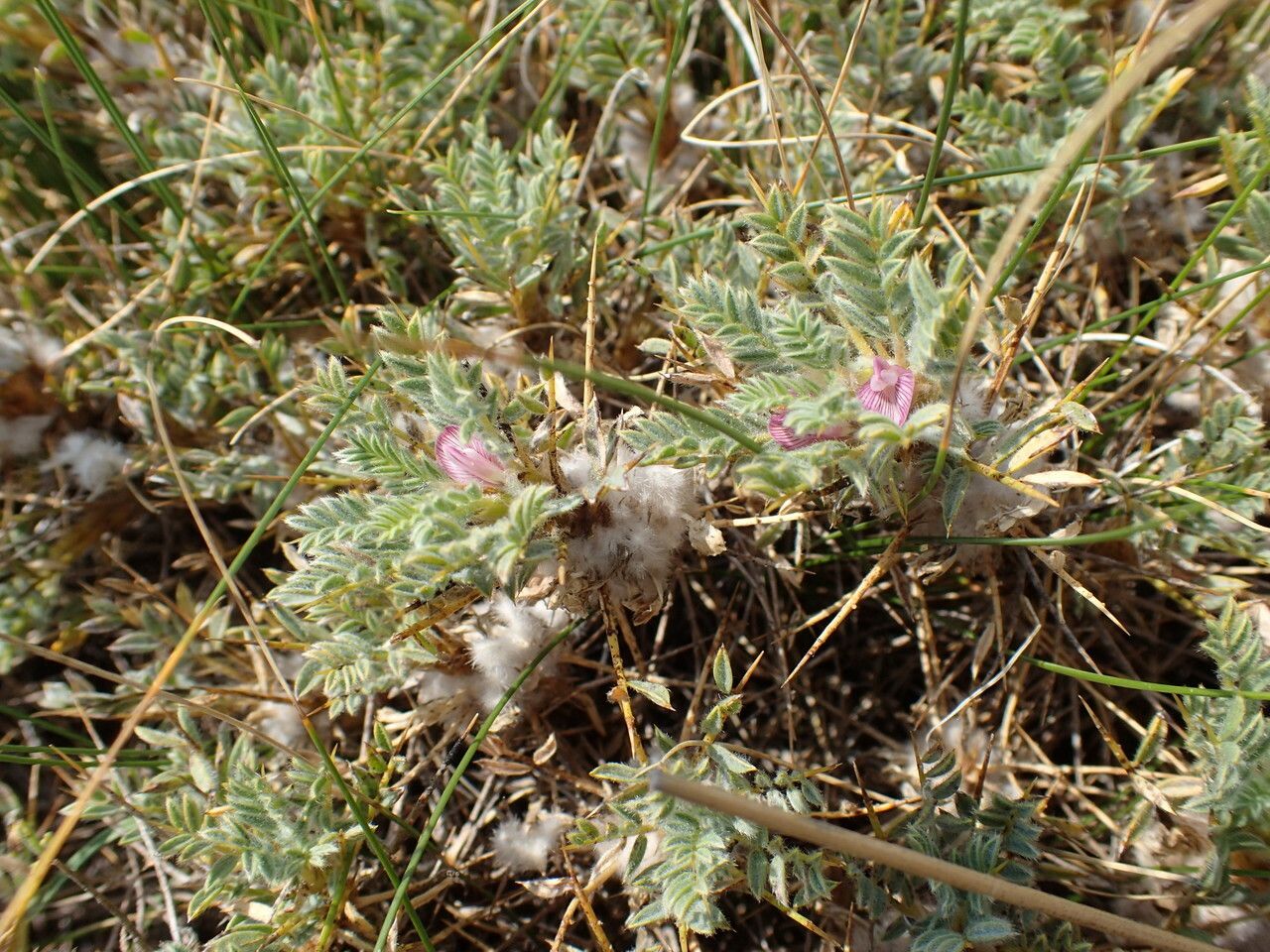 Astragalus thracicus habit