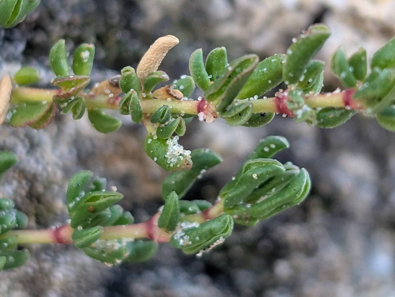Frankenia boissieri — related species from the same genus