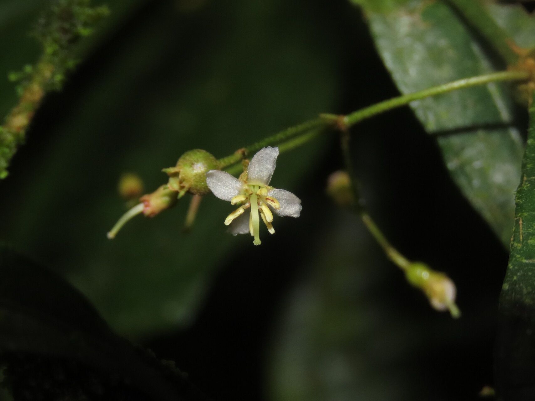Miconia silviphila flower