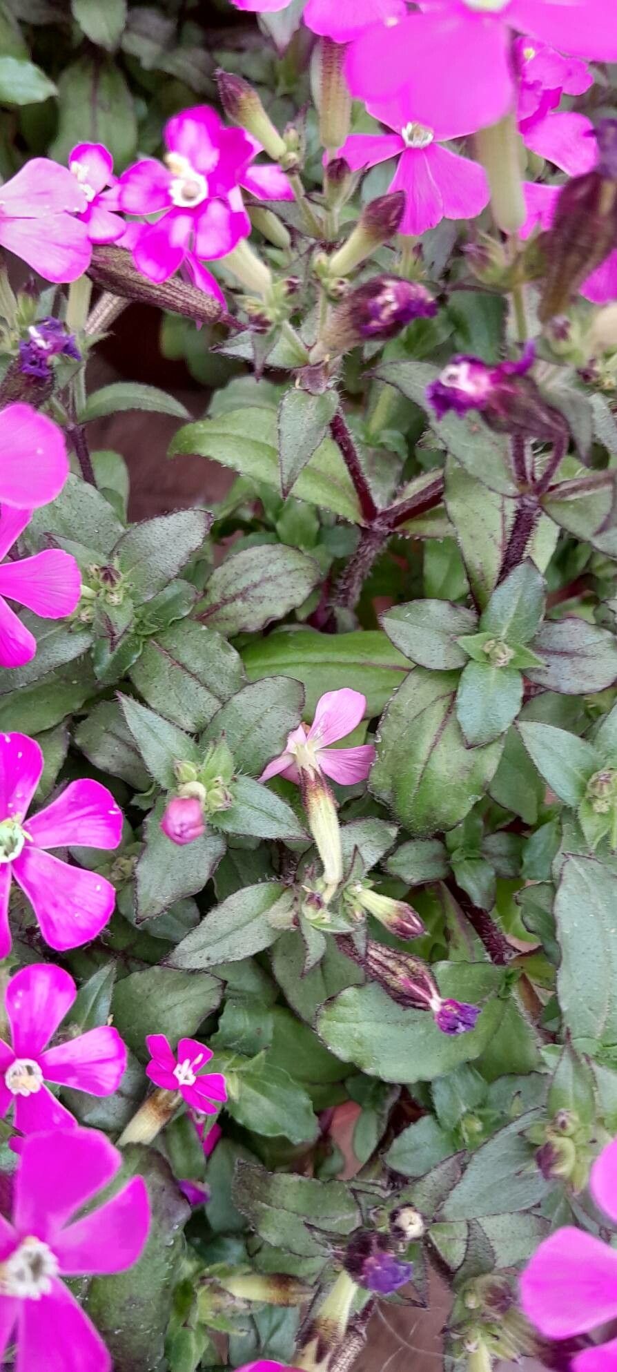 Silene pseudoatocion — search result for 'Silene'