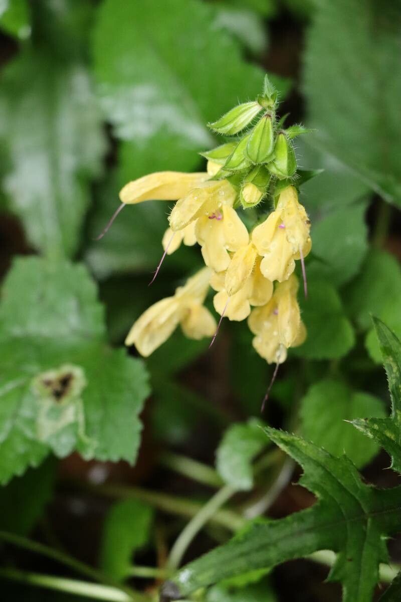 Salvia nipponica flower