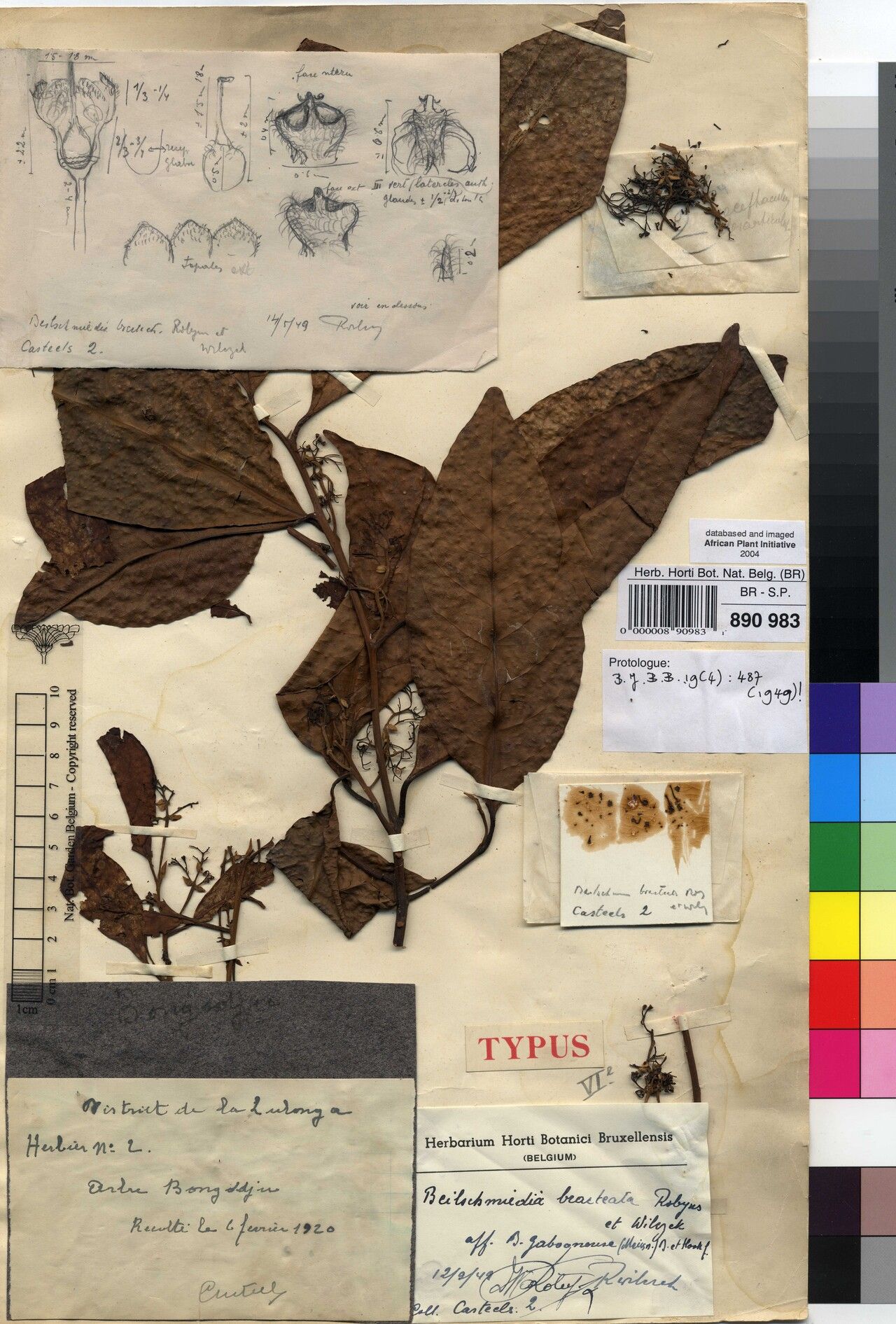 Beilschmiedia bracteata — houseplant care guide