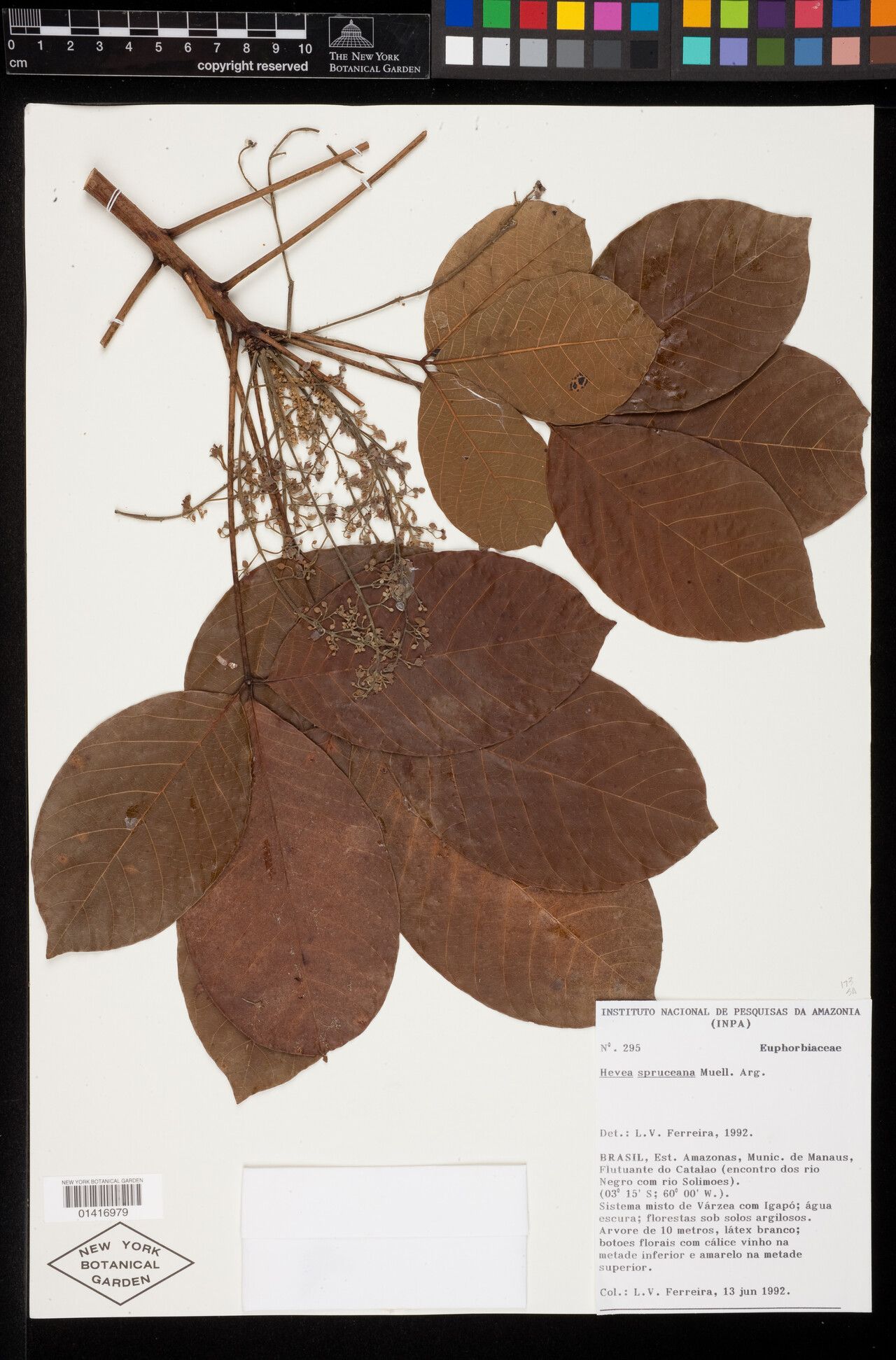 Hevea spruceana — houseplant care guide