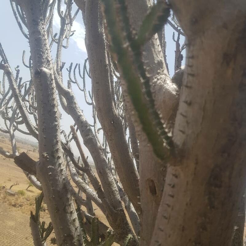 Euphorbia desmondii bark