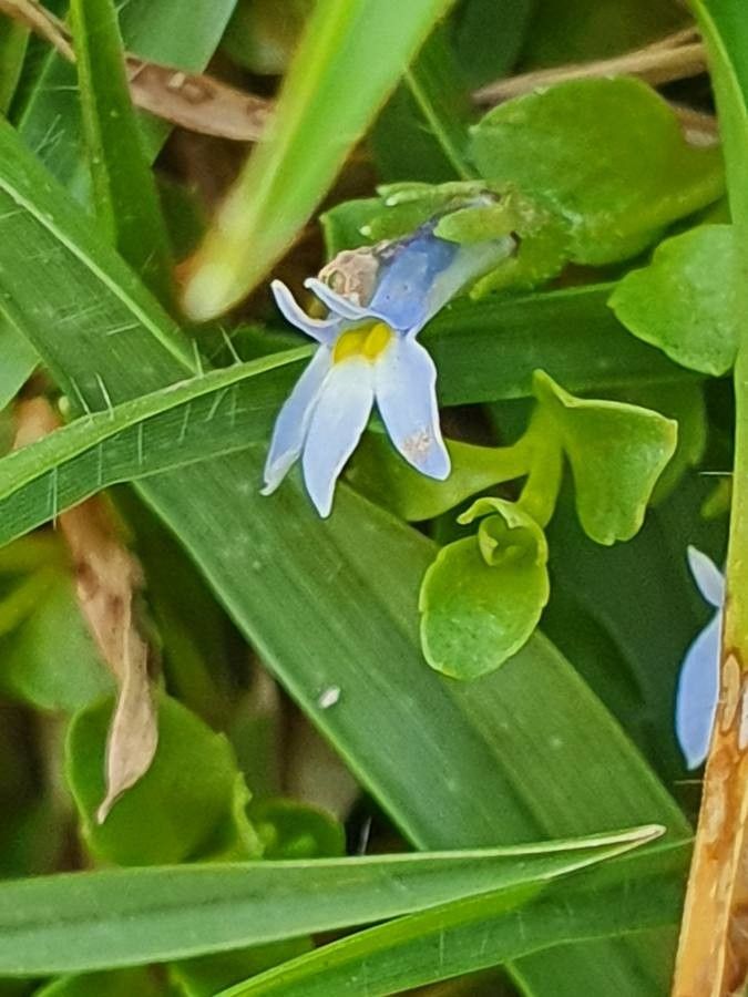 Lobelia duriprati flower