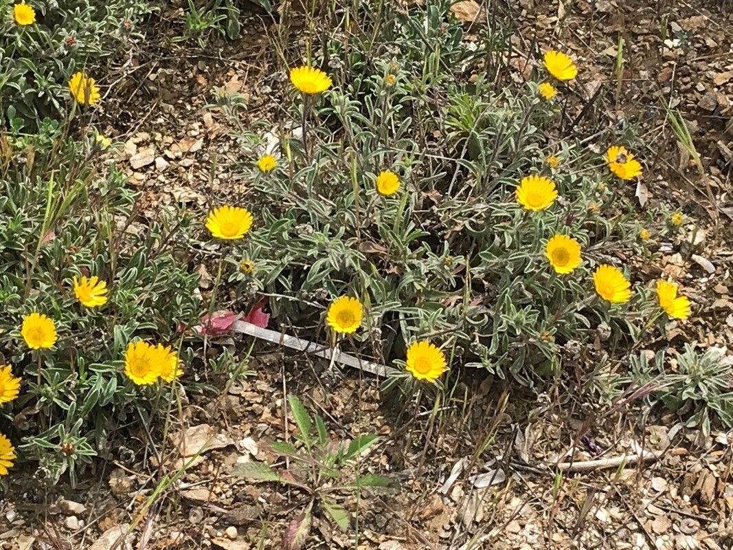 Pallenis cuspidata — related species from the same genus