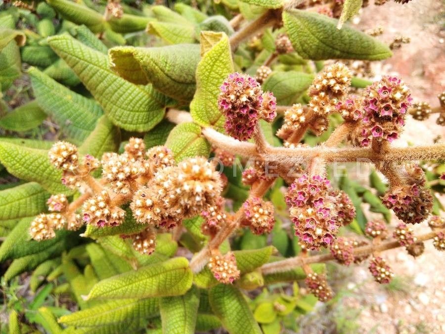 Miconia multiplinervia flower