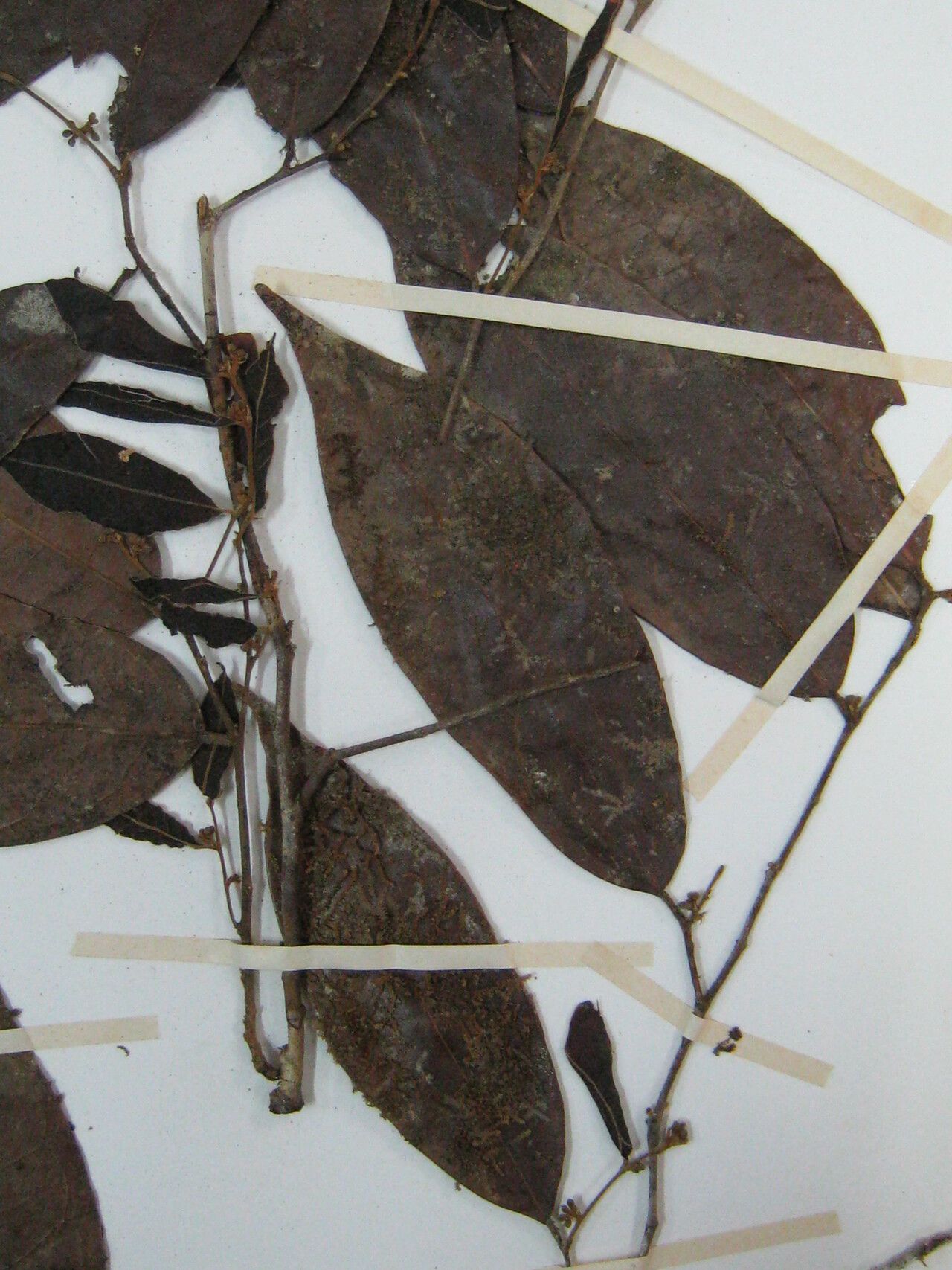 Tapura singularis — houseplant care guide